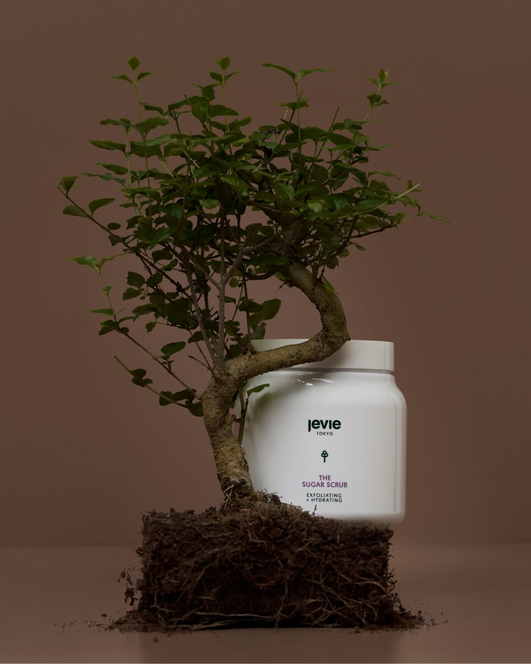 White jar labeled 'jevie' with a bonsai tree on a brown background